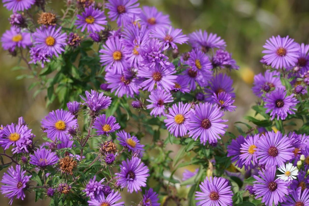 初心者も育てやすい！玄関先が華やかになる秋の草花［8選］（画像8）