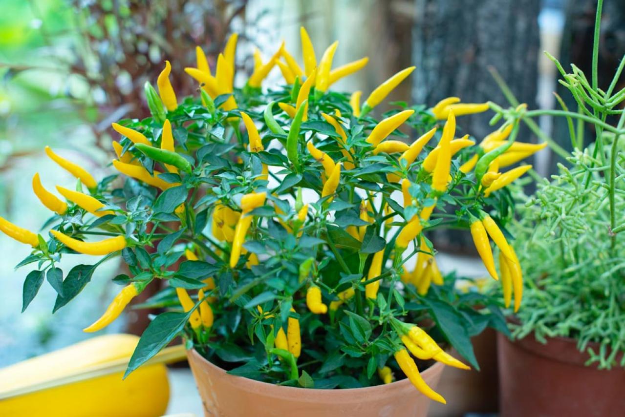 初心者も育てやすい！玄関先が華やかになる秋の草花［8選］（画像15）