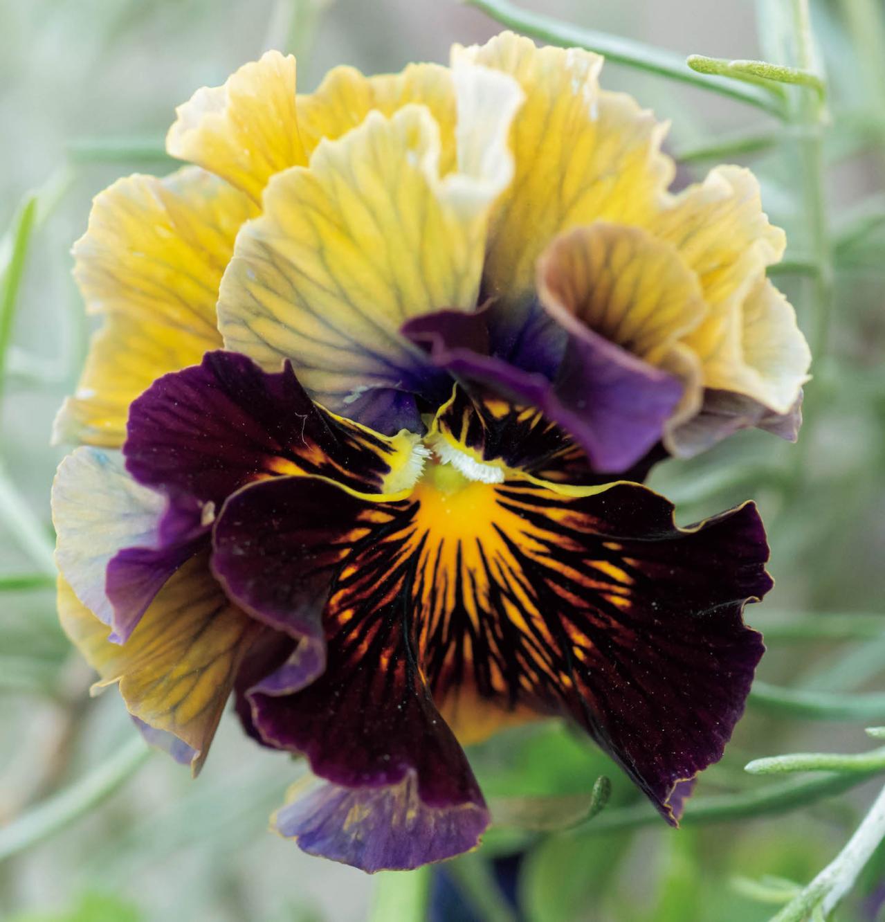 最新の品種で作る【ビオラの寄せ植え】リーフ類の組み合わせ方にも注目！（画像7）