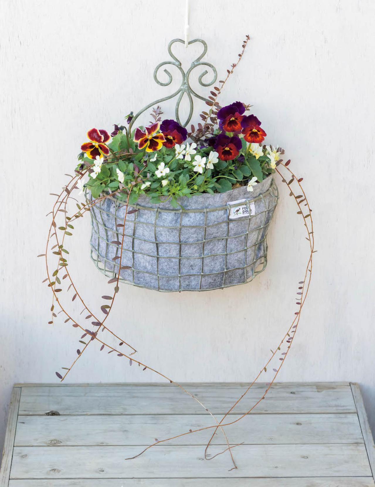 壁にかけて楽しむ【ビオラの寄せ植え】つる性植物で躍動感をプラス（画像2）