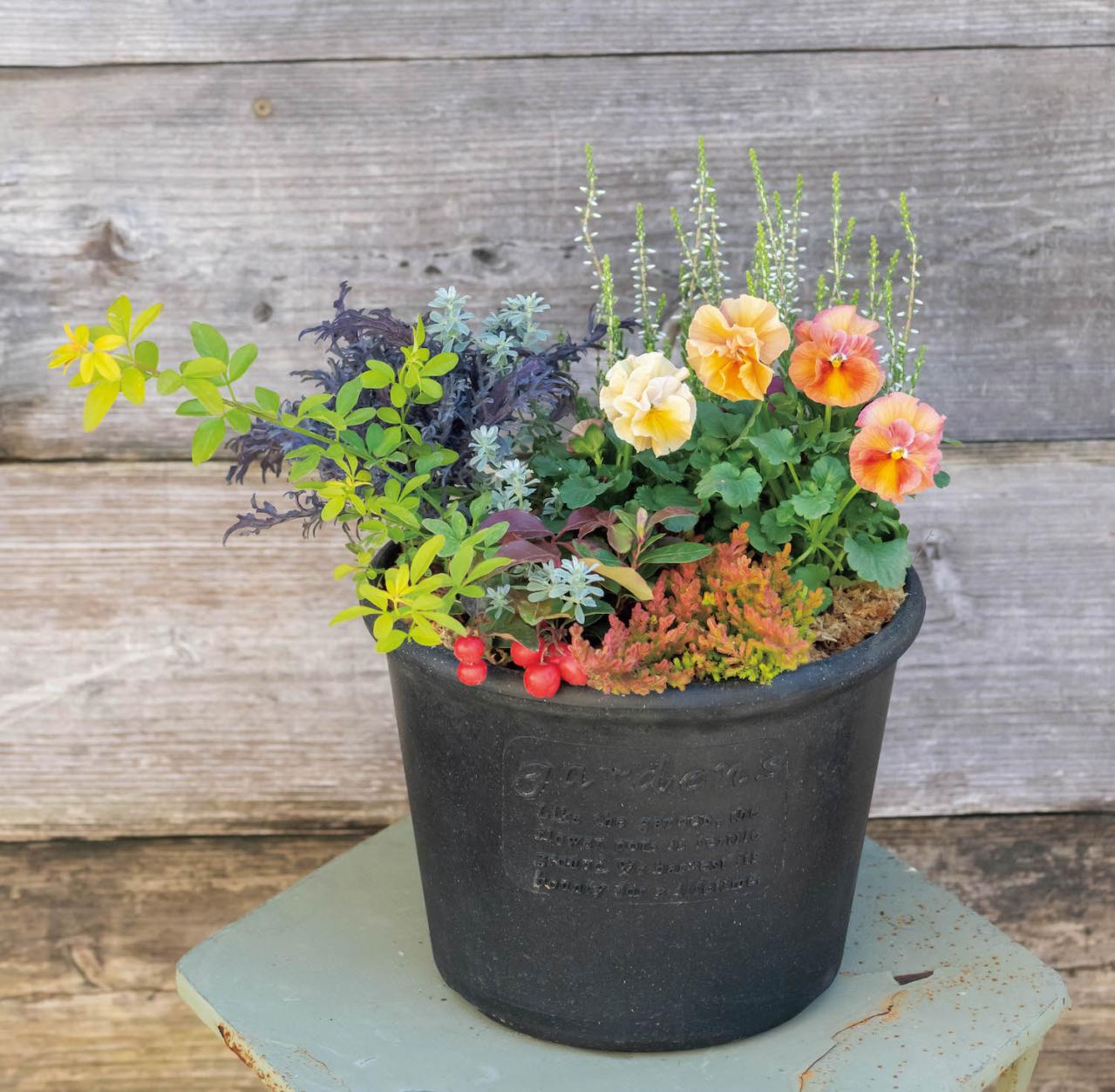 今すぐ作りたい！ 秋らしい花色の【ビオラの寄せ植え】春まで長く花を楽しむ（画像5）