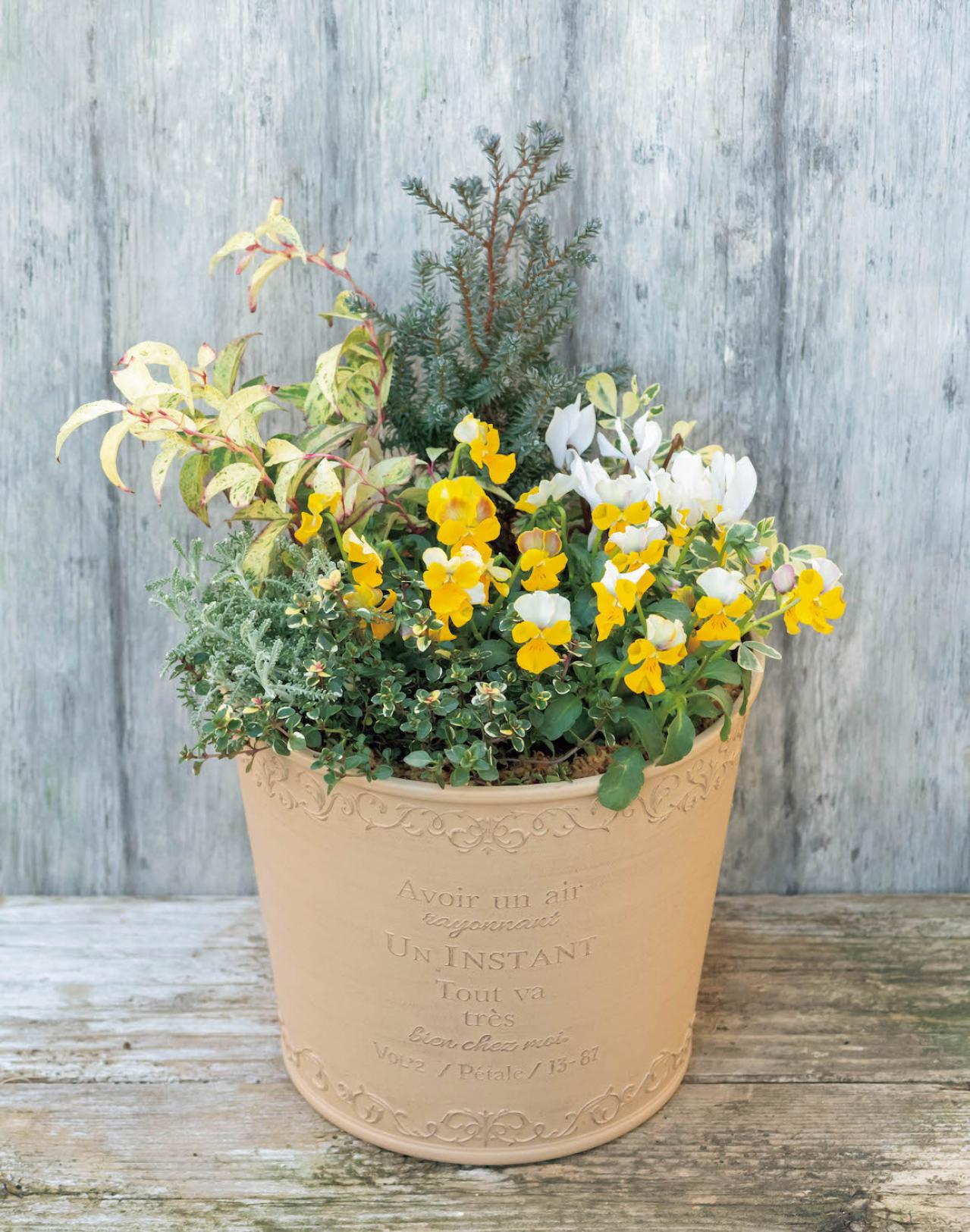 低木との組み合わせが素敵！【ビオラの寄せ植え】ナチュラルな雰囲気を春まで楽しむ（画像8）