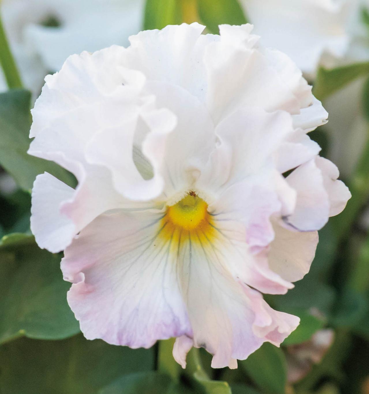 まるで花束のような【パンジー・ビオラの寄せ植え】持ち手つきのバスケットでプレゼントにも◎（画像9）