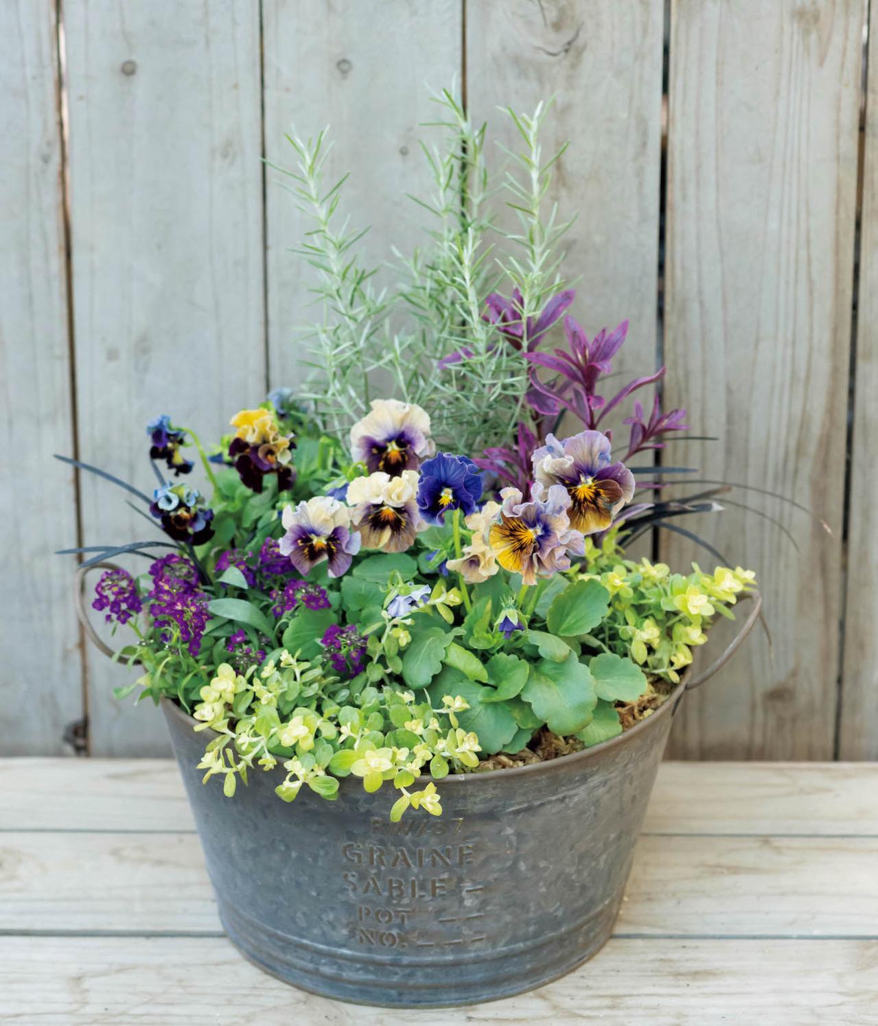 最新の品種で作る【ビオラの寄せ植え】リーフ類の組み合わせ方にも注目！（画像5）