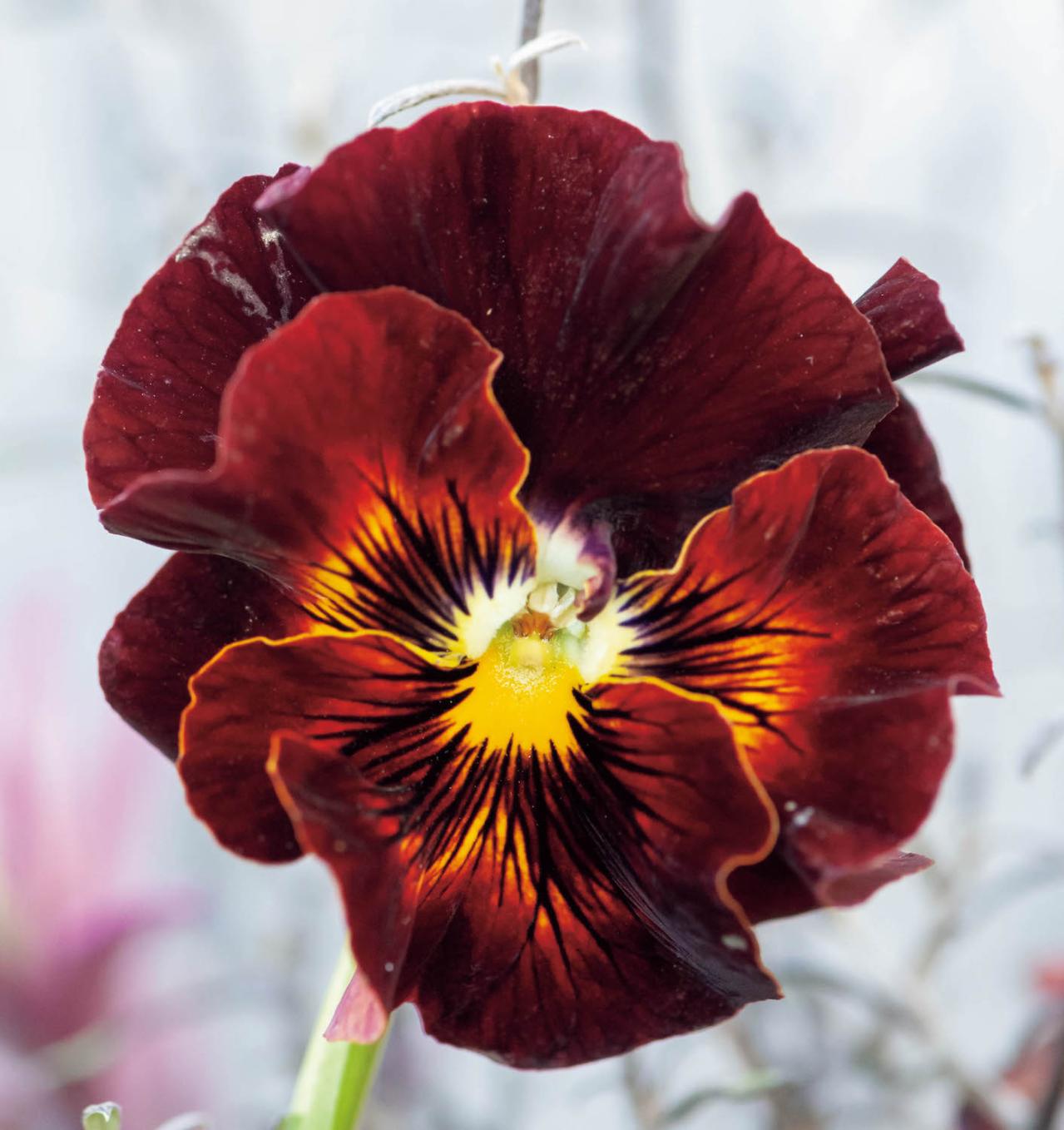 大人シックな雰囲気の【パンジー・ビオラの寄せ植え】フリルの花弁でフェミニンに（画像9）