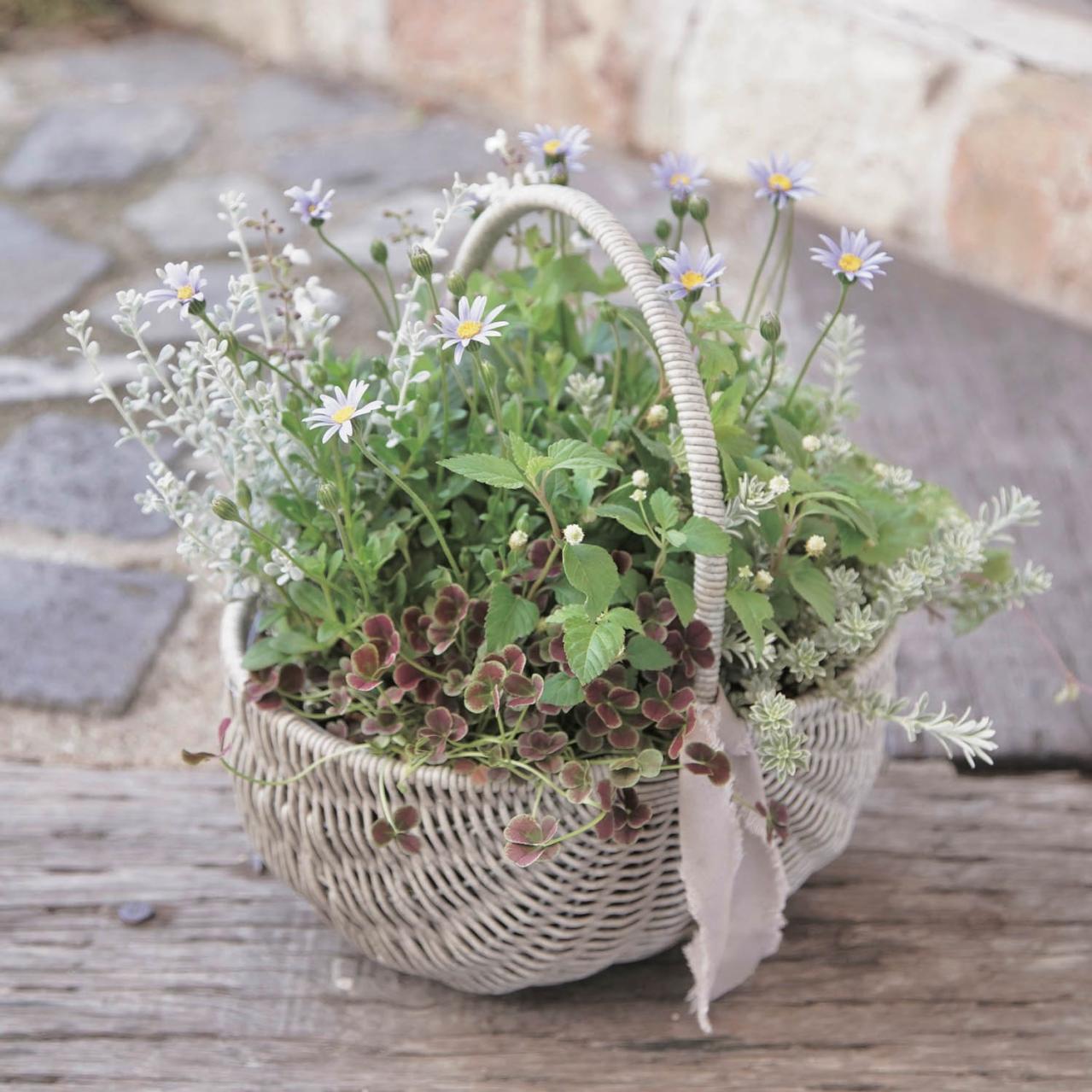 おしゃれな【秋の寄せ植え】2選。インスタで話題の「Chels Green」がセンスよく見せるポイントを伝授（画像3）