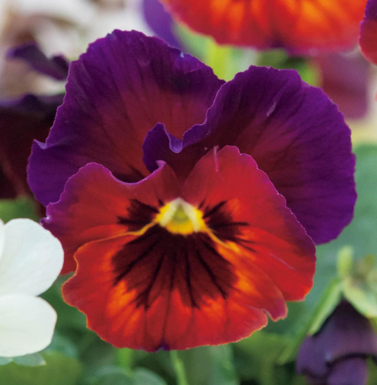 壁にかけて楽しむ【ビオラの寄せ植え】つる性植物で躍動感をプラス（画像3）