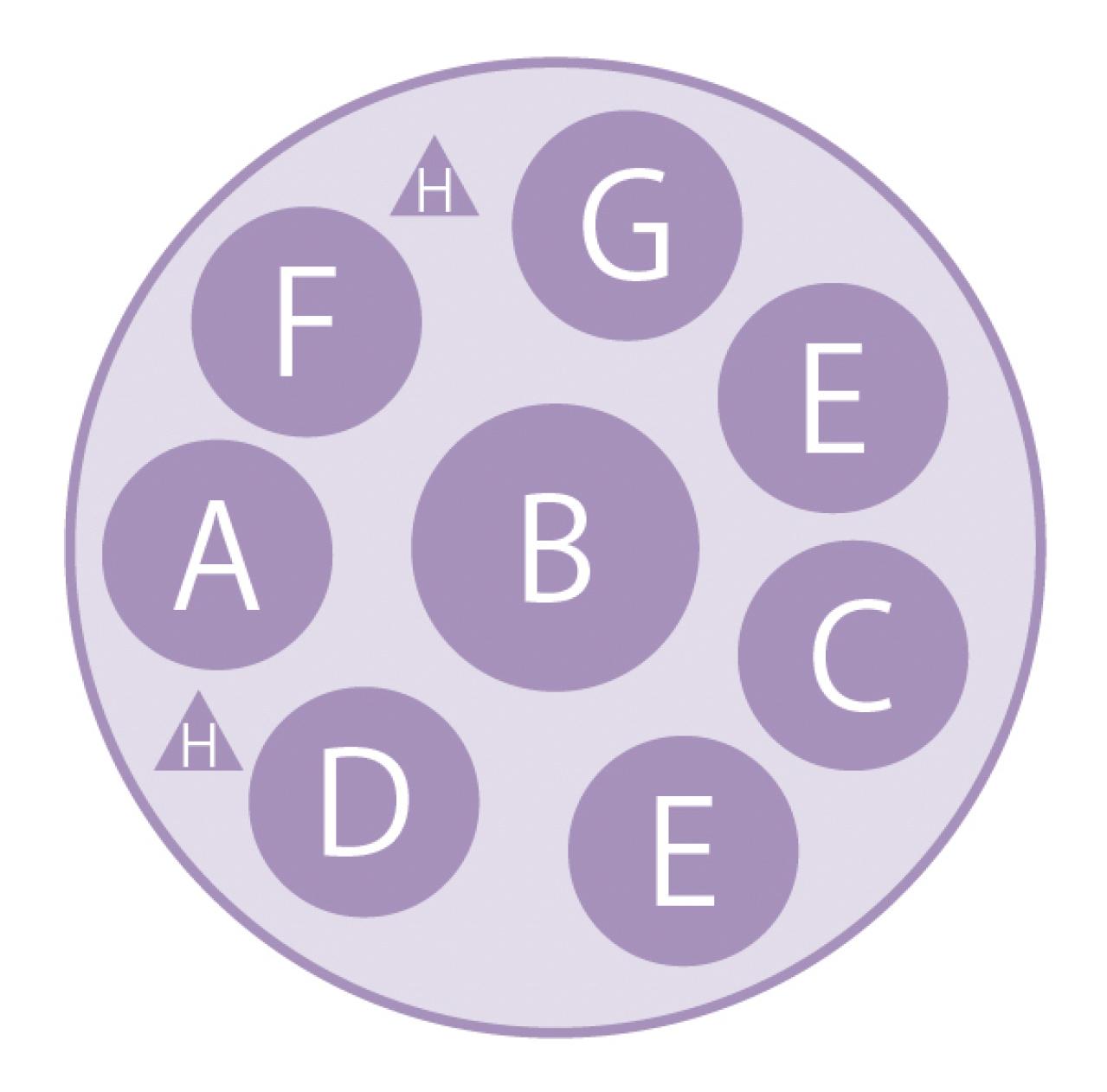 最新の品種で作る【ビオラの寄せ植え】リーフ類の組み合わせ方にも注目！（画像8）