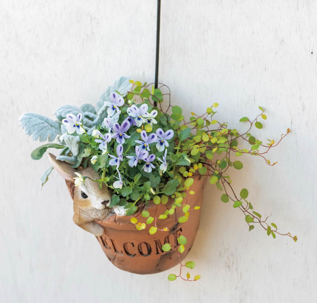 壁にかけて楽しむ【ビオラの寄せ植え】つる性植物で躍動感をプラス（画像5）