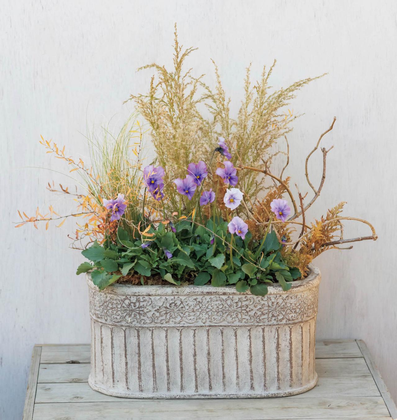 低木との組み合わせが素敵！【ビオラの寄せ植え】ナチュラルな雰囲気を春まで楽しむ（画像2）