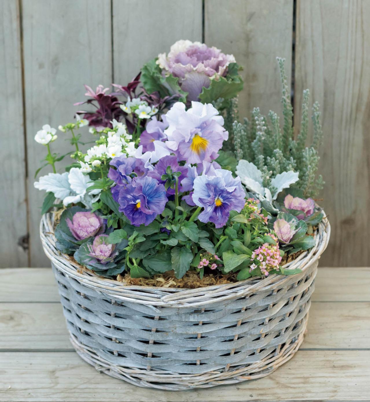 大人シックな雰囲気の【パンジー・ビオラの寄せ植え】フリルの花弁でフェミニンに（画像5）