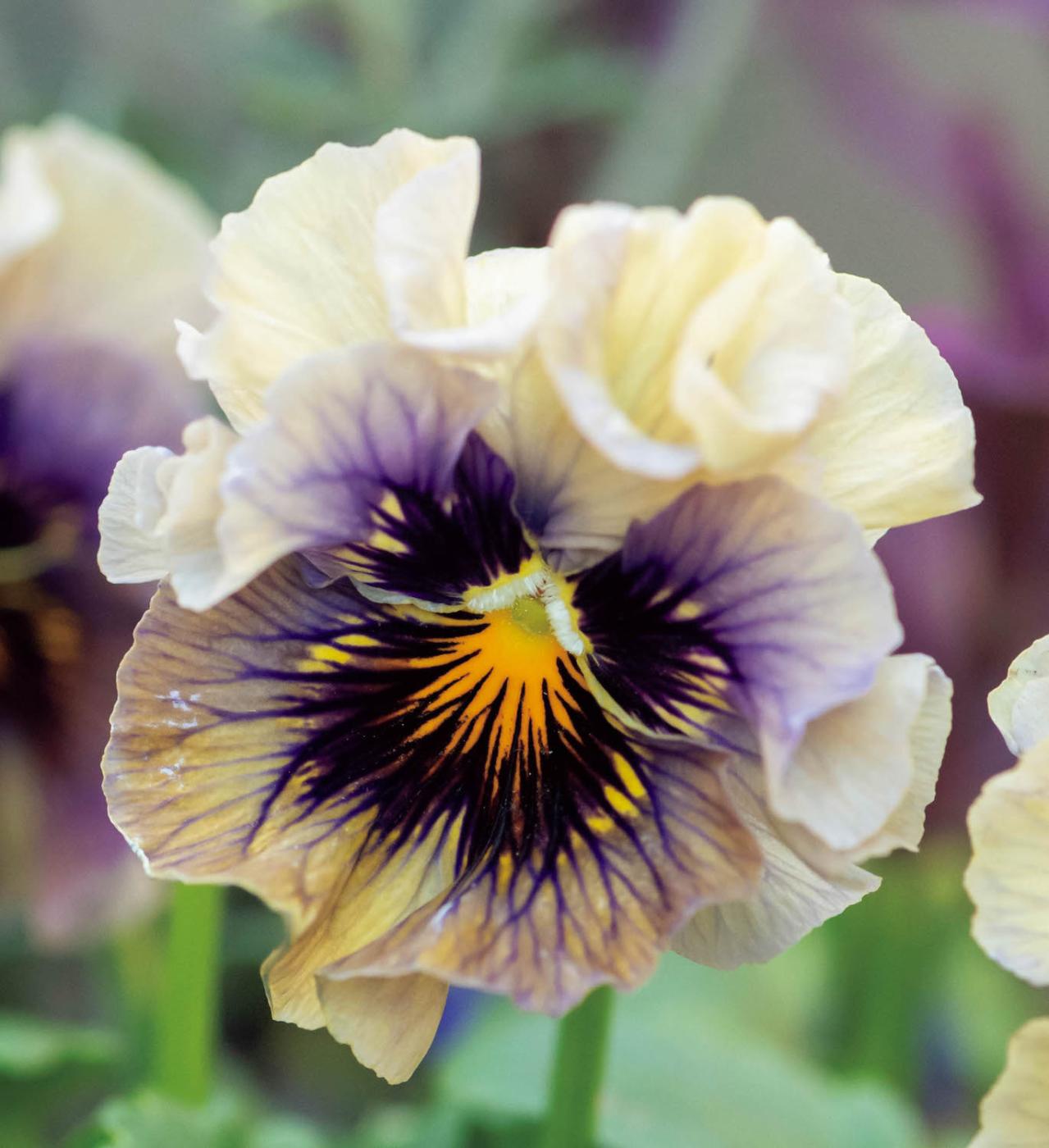 最新の品種で作る【ビオラの寄せ植え】リーフ類の組み合わせ方にも注目！（画像6）