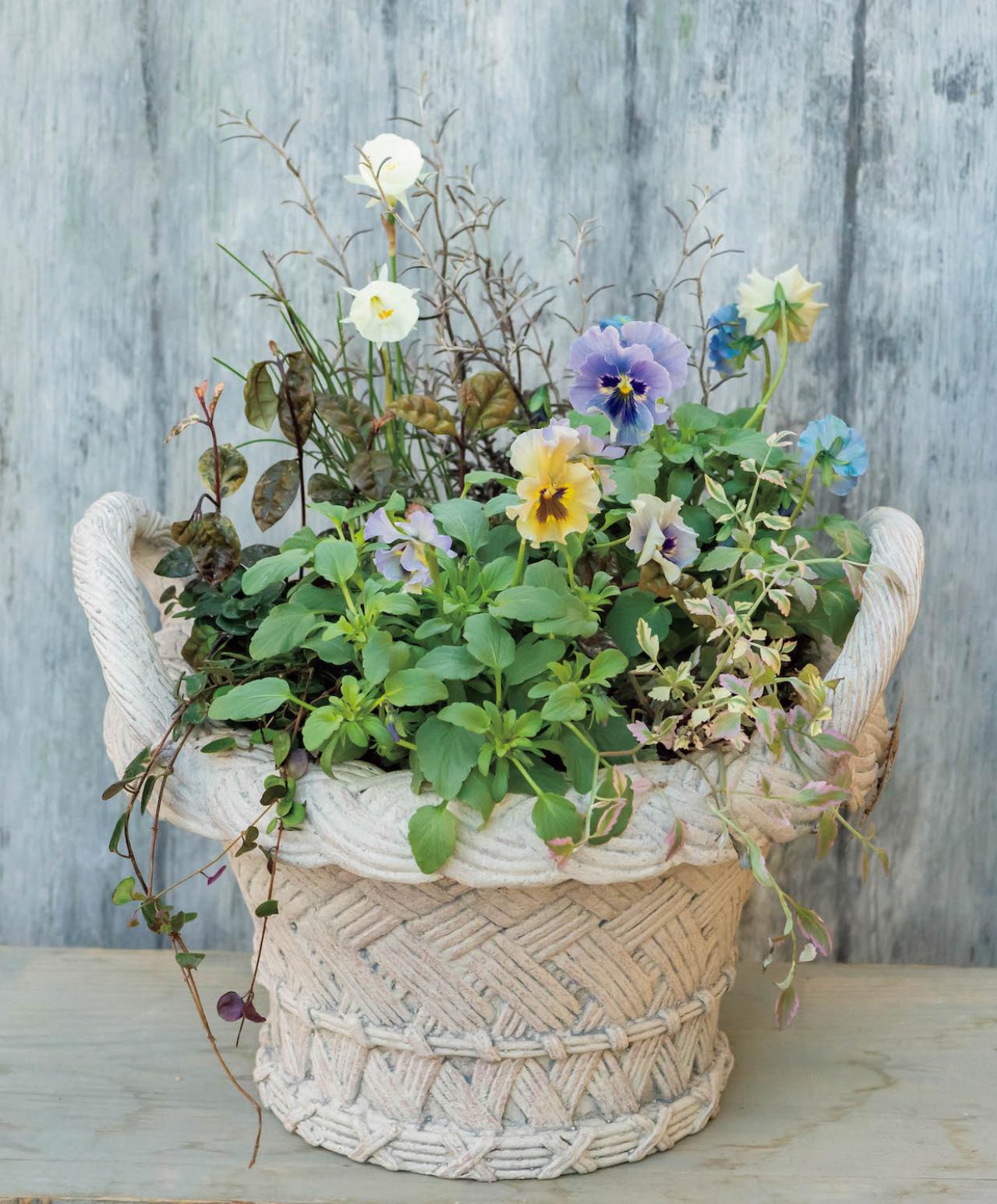 大人シックな雰囲気の【パンジー・ビオラの寄せ植え】フリルの花弁でフェミニンに（画像2）