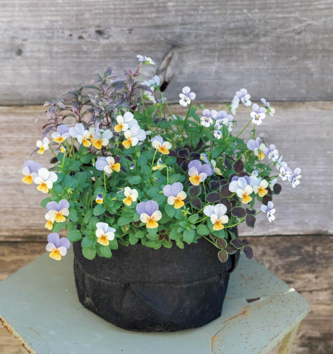 最新の品種で作る【ビオラの寄せ植え】リーフ類の組み合わせ方にも注目！（画像9）