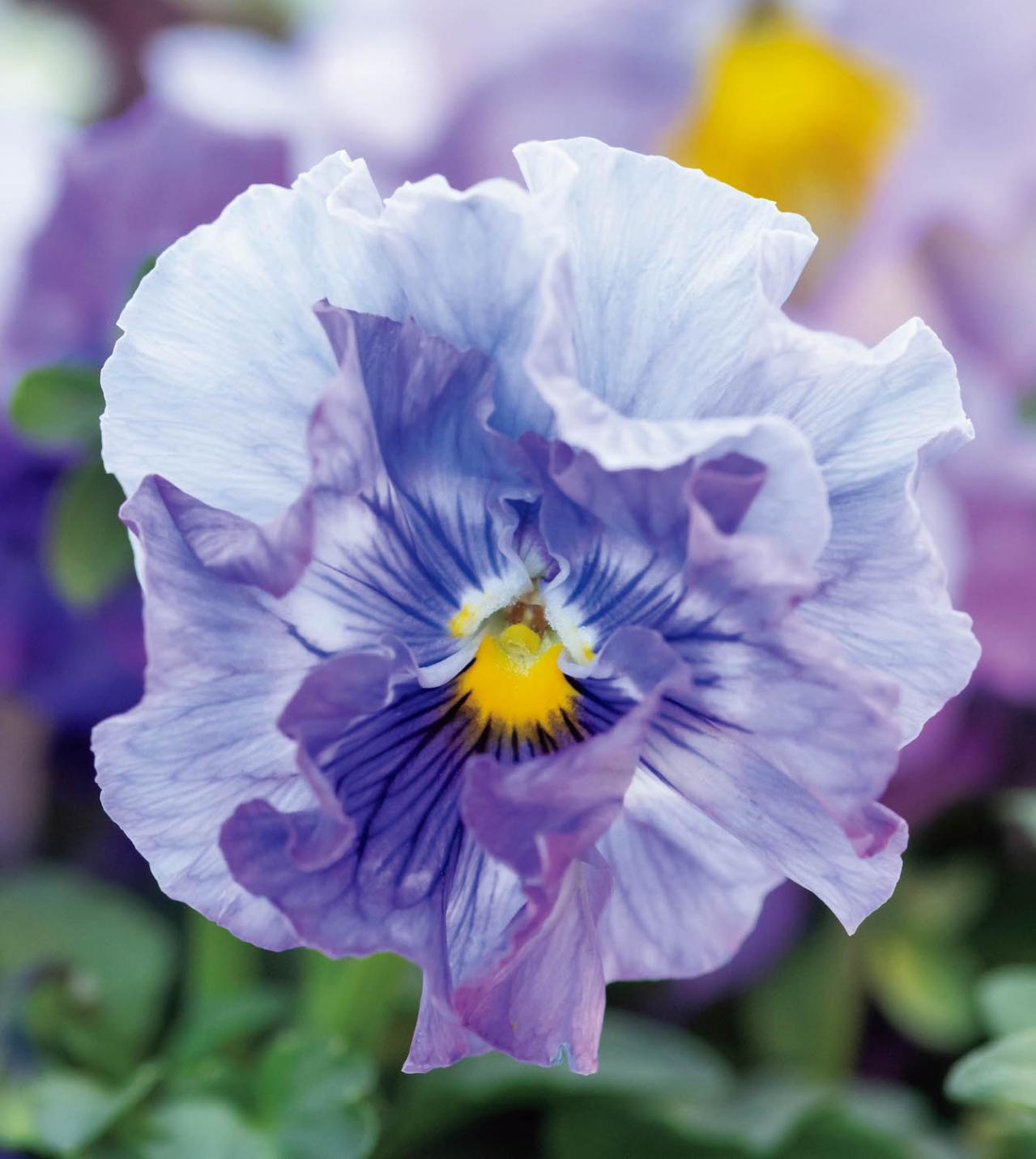 大人シックな雰囲気の【パンジー・ビオラの寄せ植え】フリルの花弁でフェミニンに（画像6）