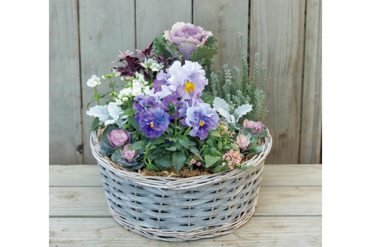 大人シックな雰囲気の【パンジー・ビオラの寄せ植え】フリルの花弁でフェミニンに