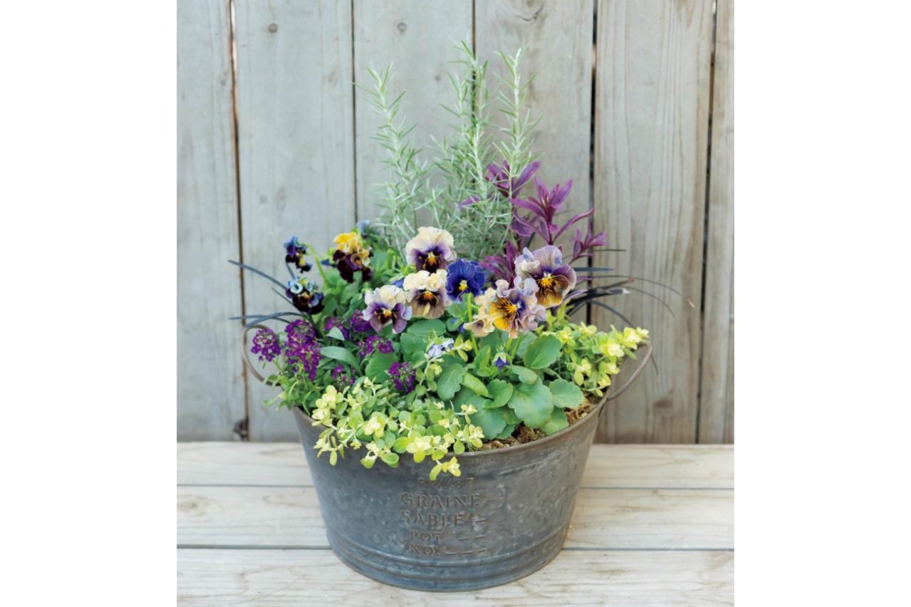 最新の品種で作る【ビオラの寄せ植え】リーフ類の組み合わせ方にも注目！