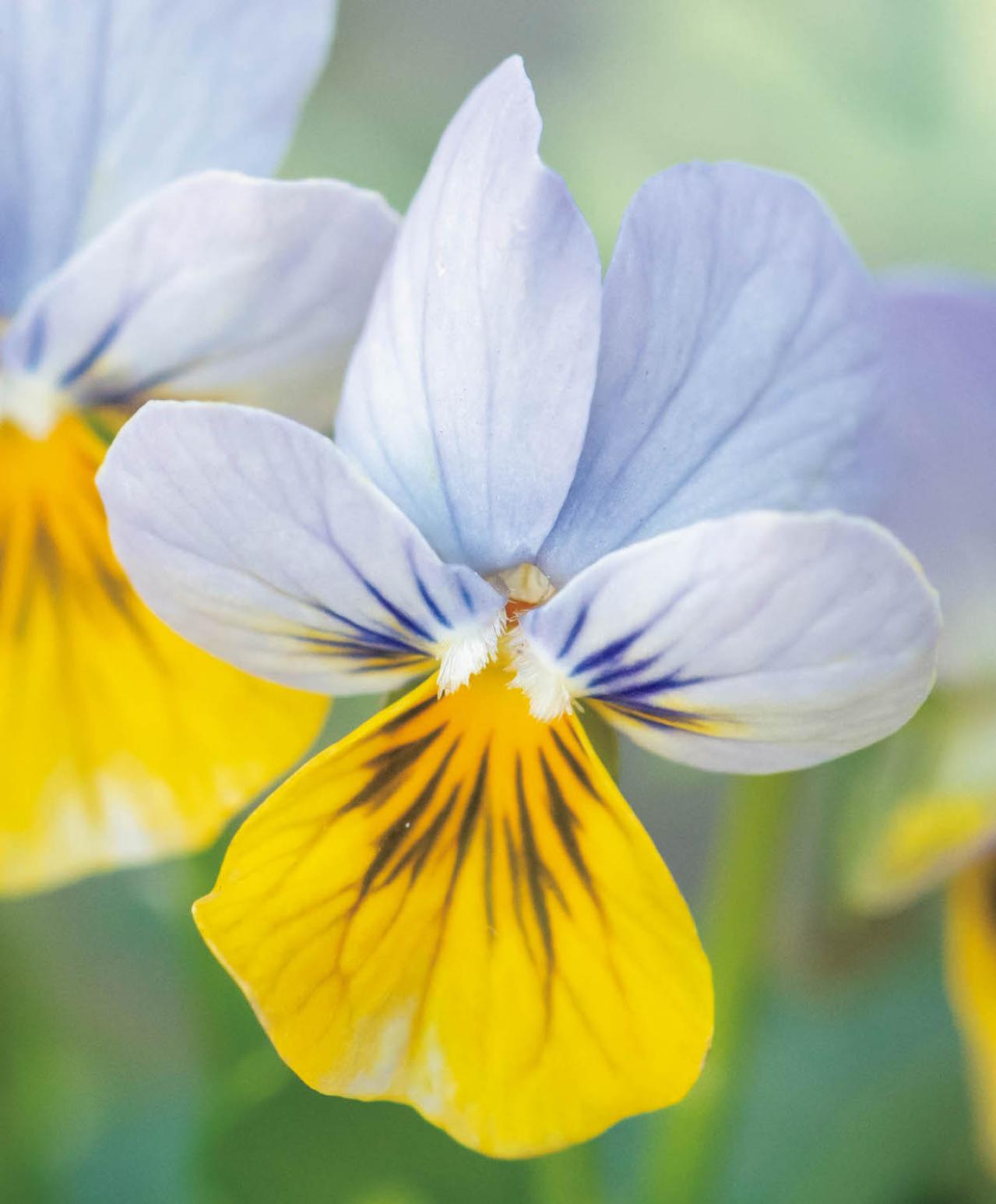 最新の品種で作る【ビオラの寄せ植え】リーフ類の組み合わせ方にも注目！（画像3）