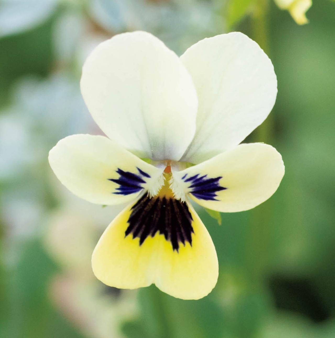 まるで花束のような【パンジー・ビオラの寄せ植え】持ち手つきのバスケットでプレゼントにも◎（画像3）