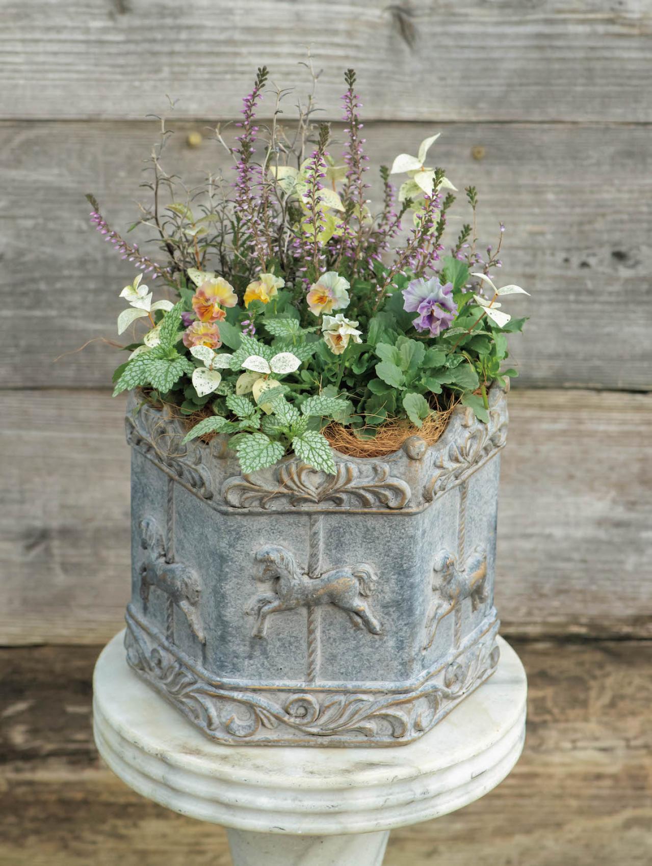 低木との組み合わせが素敵！【ビオラの寄せ植え】ナチュラルな雰囲気を春まで楽しむ（画像5）