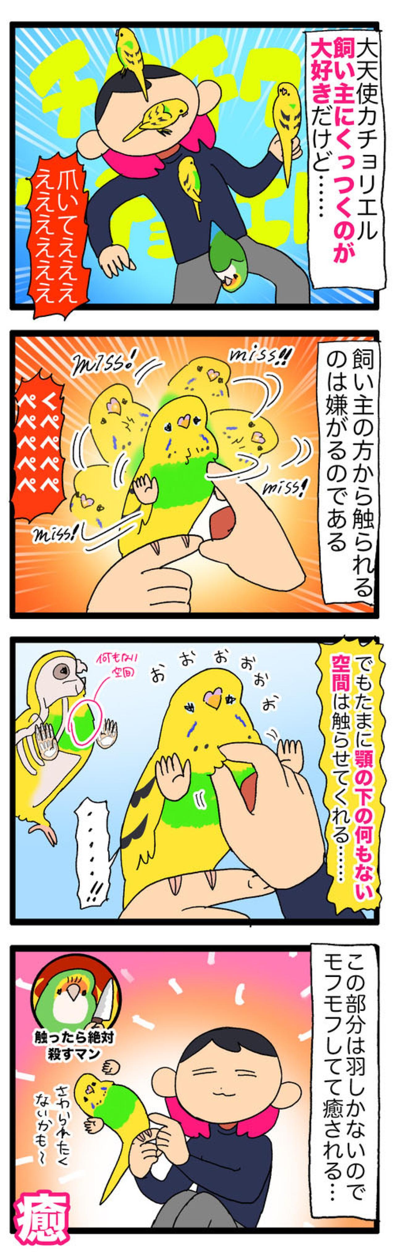 掃除機の爆音にビビる？インコ・カチョ、音怖克服チャレンジ【鳥マンガ #132】（画像5）