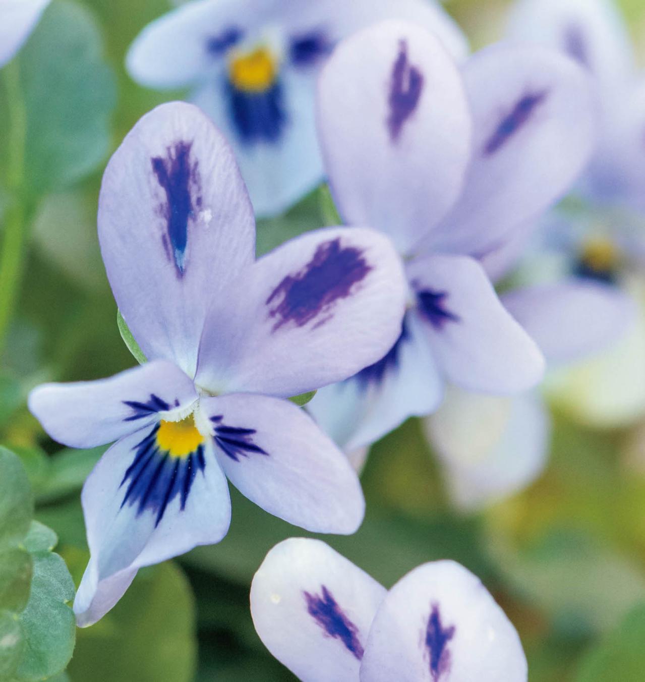 壁にかけて楽しむ【ビオラの寄せ植え】つる性植物で躍動感をプラス（画像6）