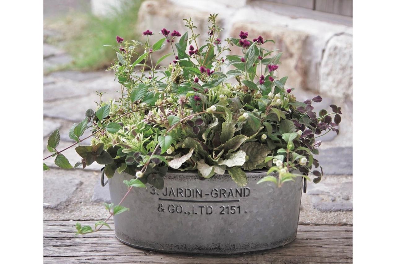 センス抜群！ シックな印象の【秋の寄せ植え】インスタで話題の園芸店「Chels Green」が提案