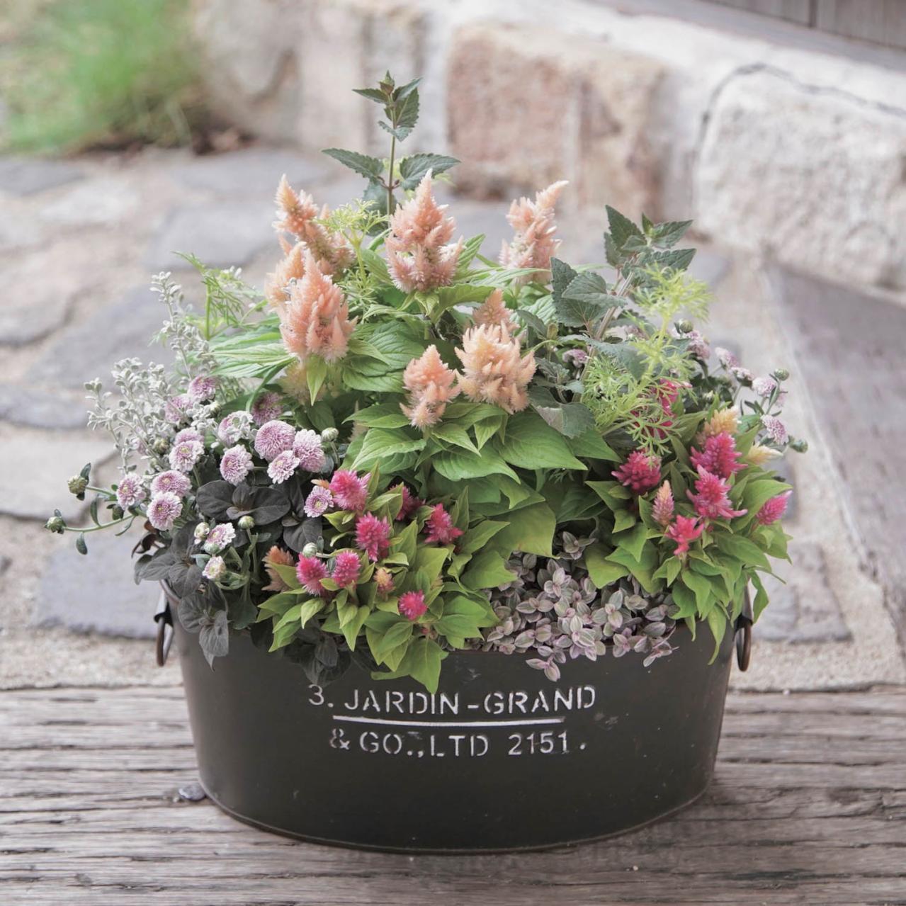 センスのよさがインスタで話題！ 園芸店「Chels Green」の【ケイトウが主役の秋の寄せ植え】（画像2）