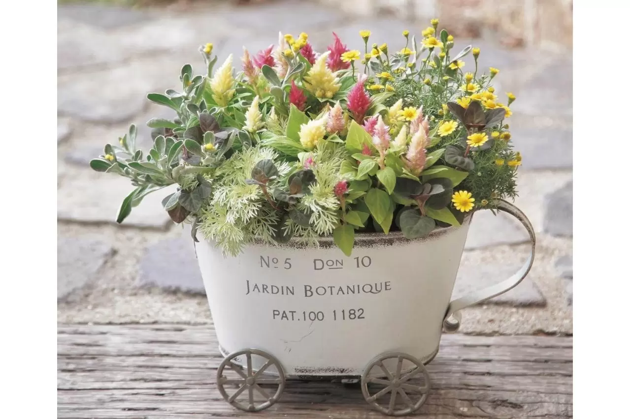 106☆このまま飾って☆癒される☆寄せ植えの鉢花☆ 軽い鉢で♪ 季節の寄せ植え定期便（1） - 根っこの花工房 花つむり 鉢花