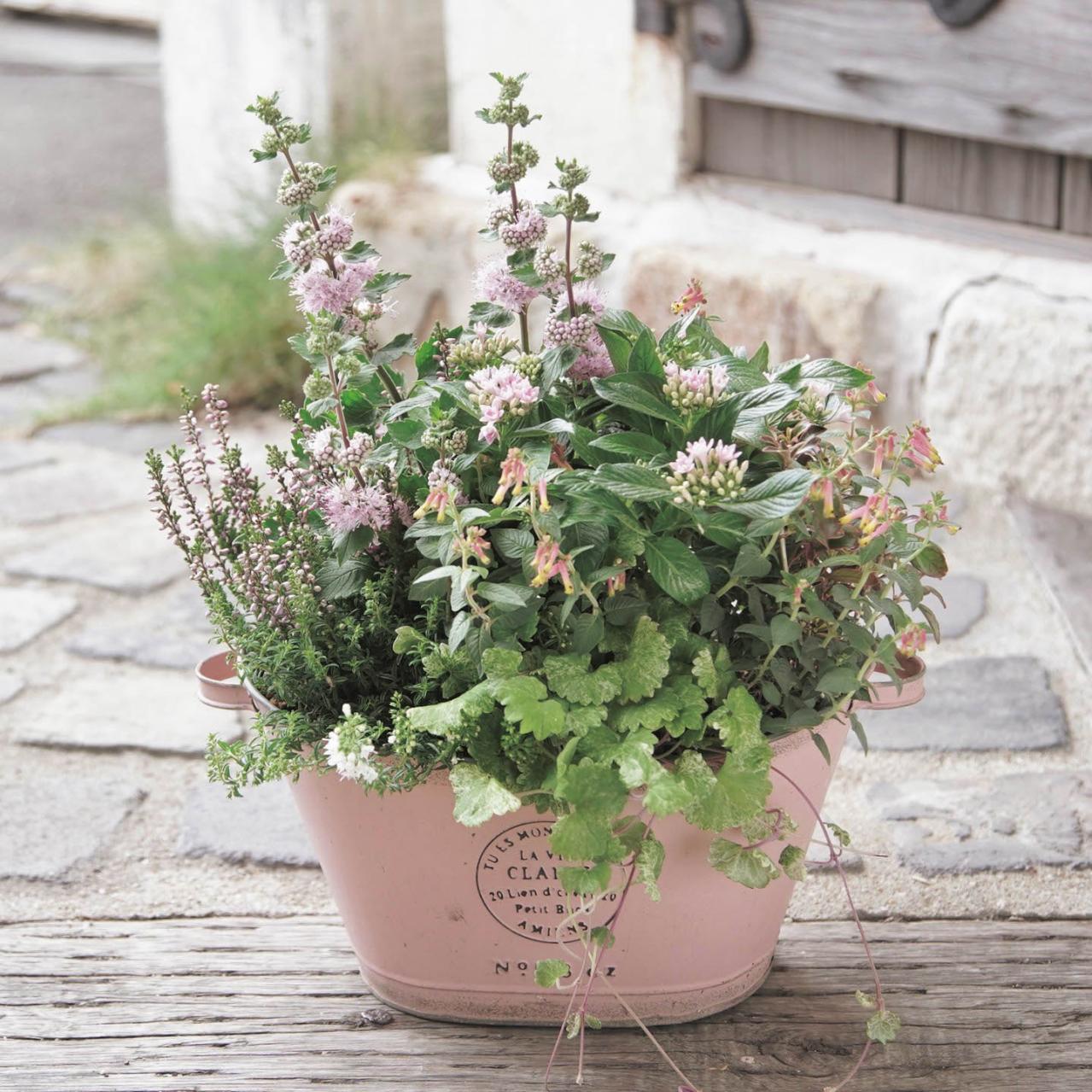 みんなの大好きカラー【ピンクの花の秋の寄せ植え】同系色の鉢を使って愛らしく（画像3）