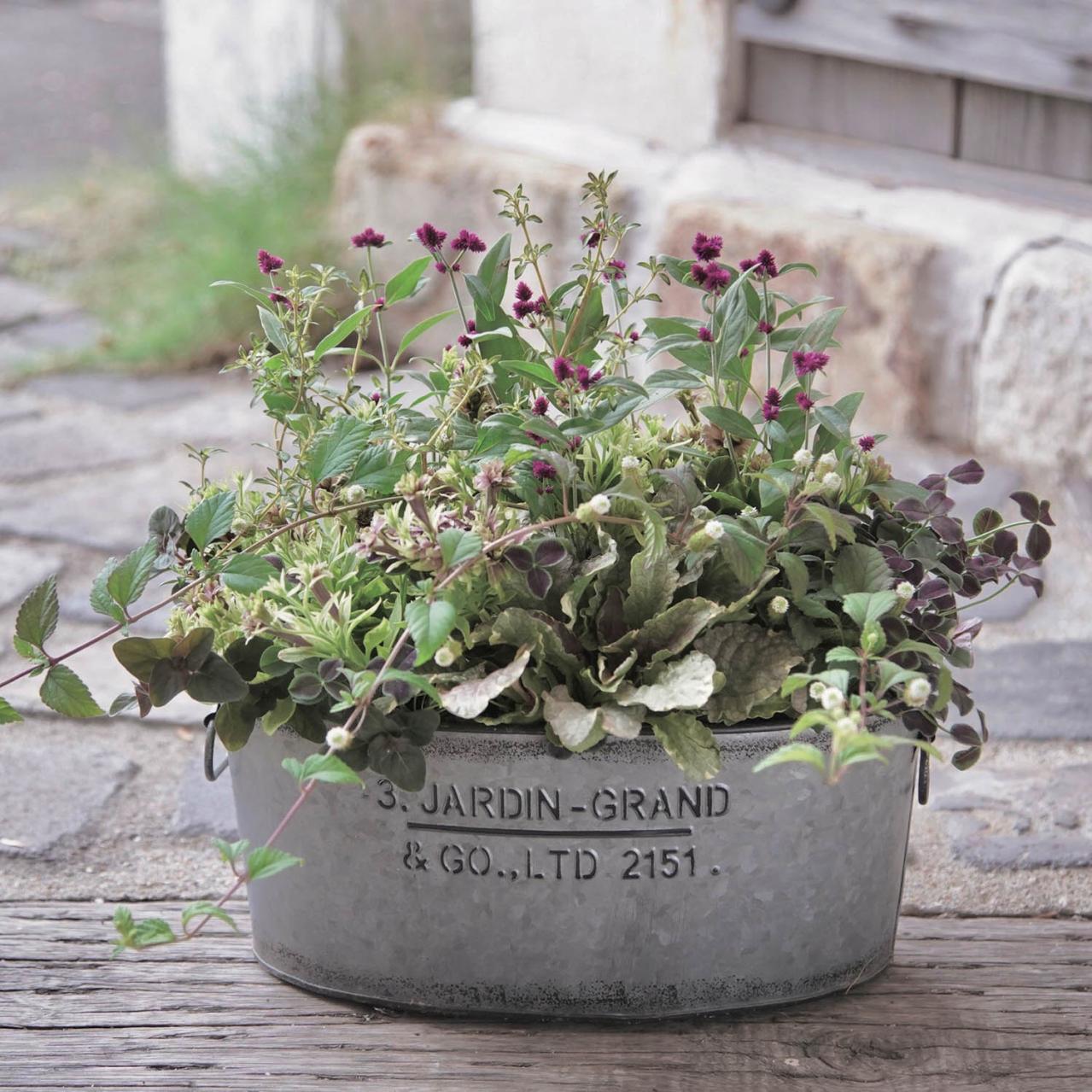 センス抜群！ シックな印象の【秋の寄せ植え】インスタで話題の園芸店「Chels Green」が提案（画像3）