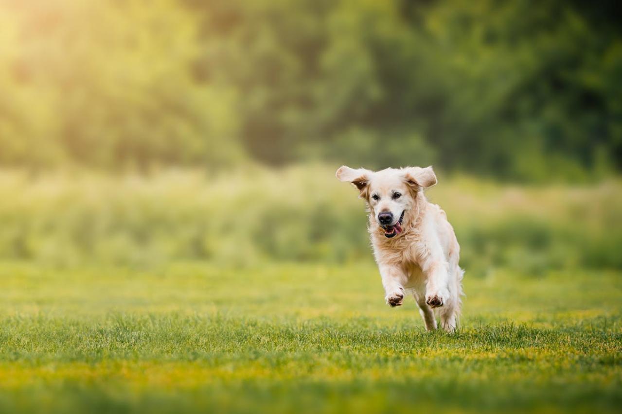 「愛犬の最期に会えなかった」後悔を乗り越え、前を向くための禅僧・枡野俊明さんの教えと供養方法（画像2）