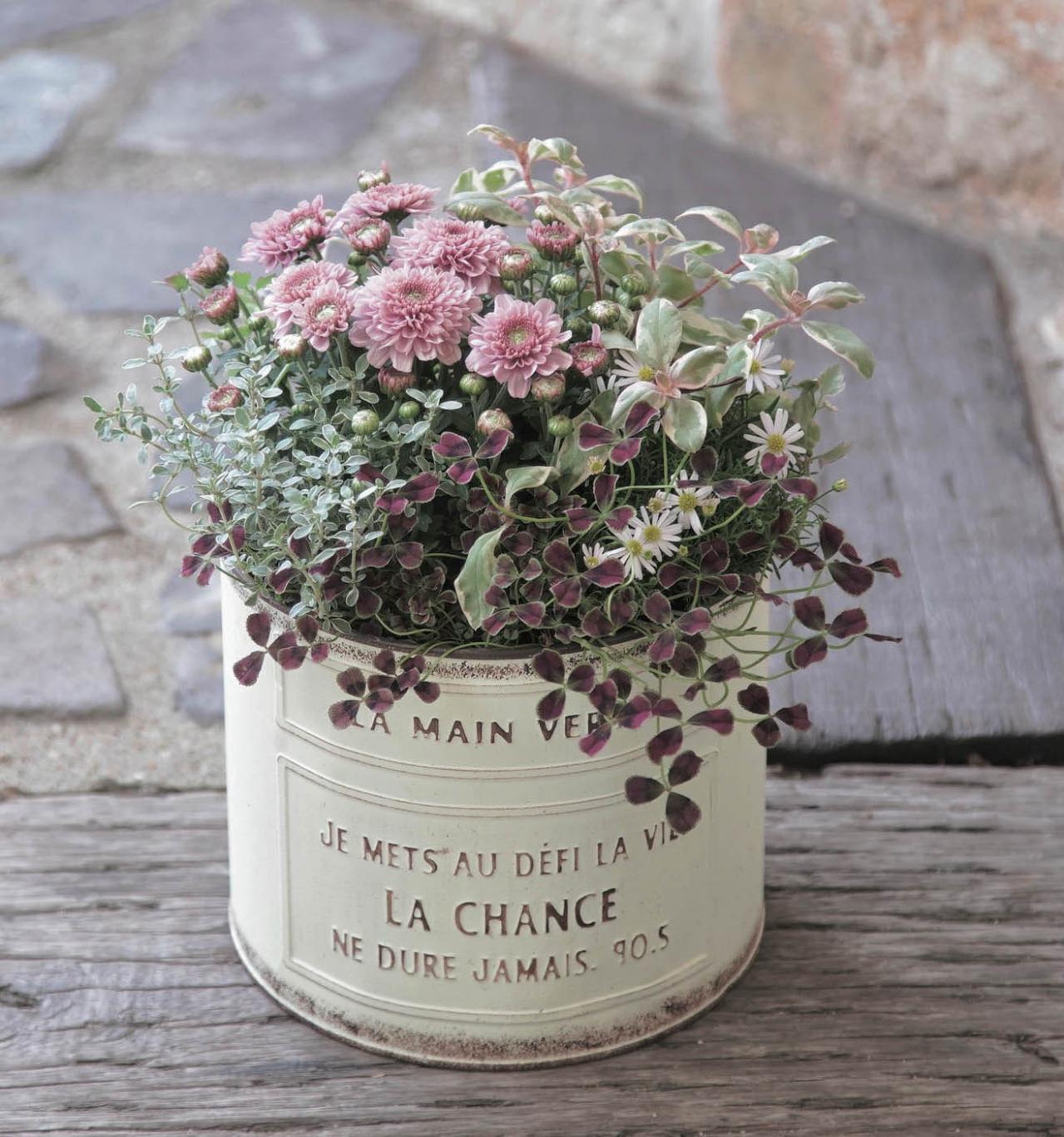 小さな鉢でも花がこんもり！ キュートな【秋の寄せ植え】ギフトにもぴったり（画像2）