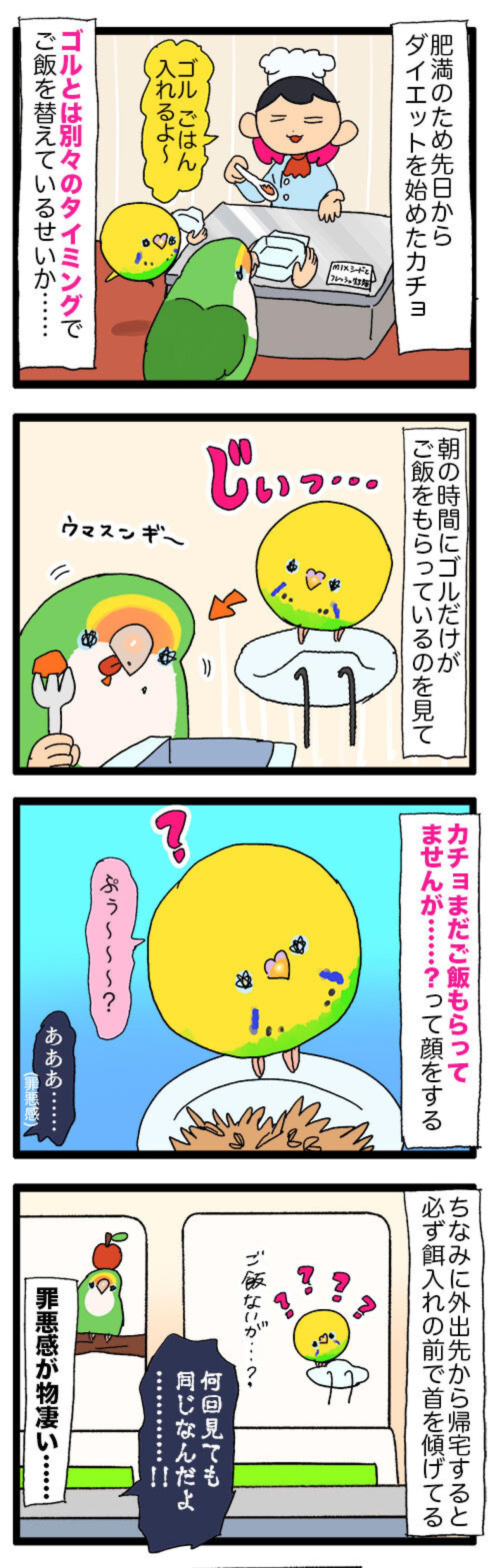 インコが太ったら飼い主もつらい!? ごはんを見つめるポチャリエルの瞳が刺さる【鳥マンガ #136】（画像6）