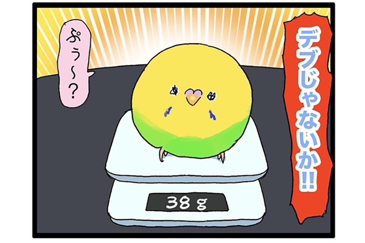 インコが太ったら飼い主もつらい!? ごはんを見つめるポチャリエルの瞳が刺さる【鳥マンガ #136】