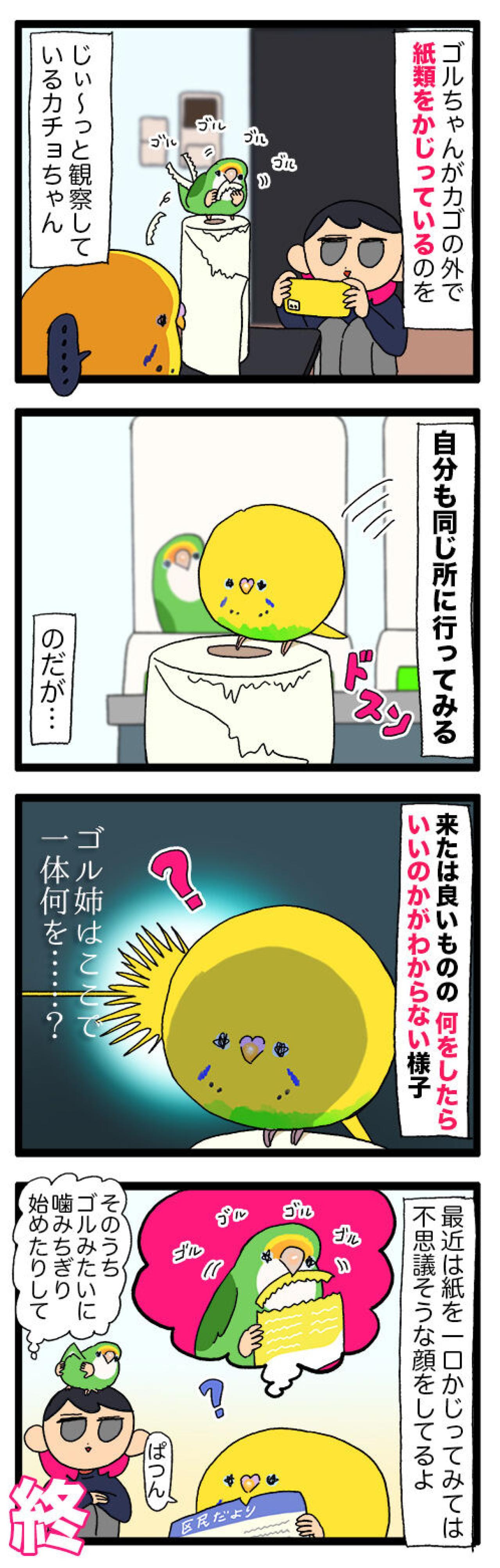 食べたい、真似したい、かわいすぎ！ダイエット中のセキセイインコ奮闘記【鳥マンガ #137】（画像6）
