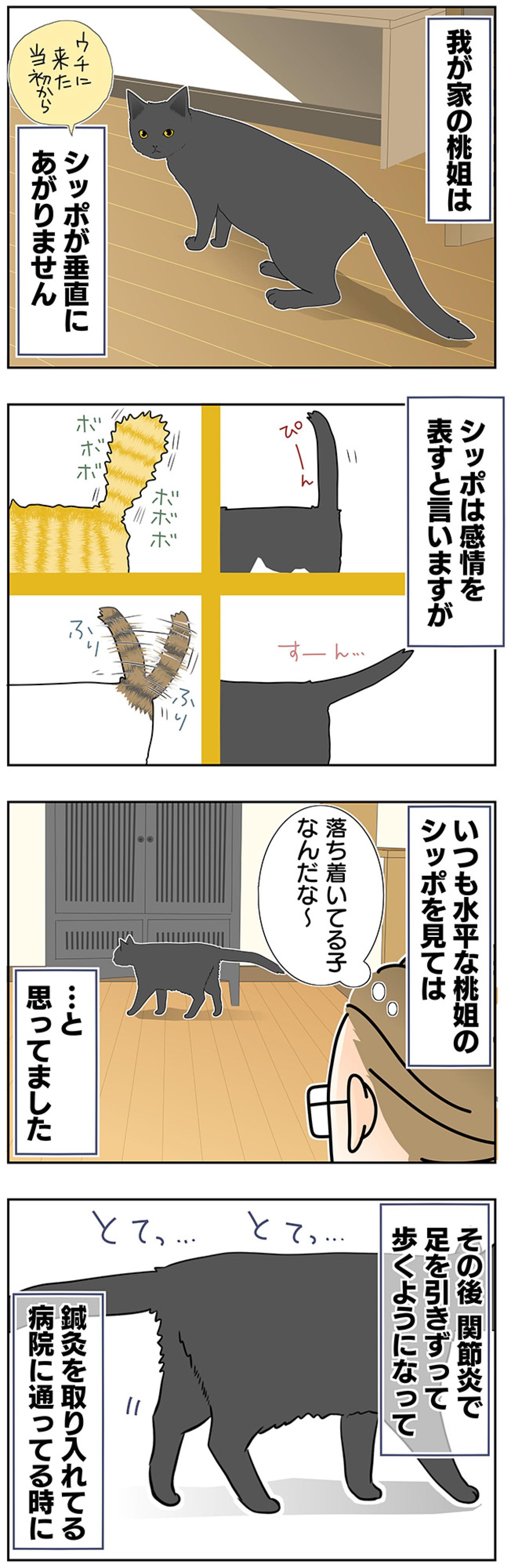 【マンガ・老猫日誌＃36】シッポのこと。19歳の元保護猫・桃姐（画像2）