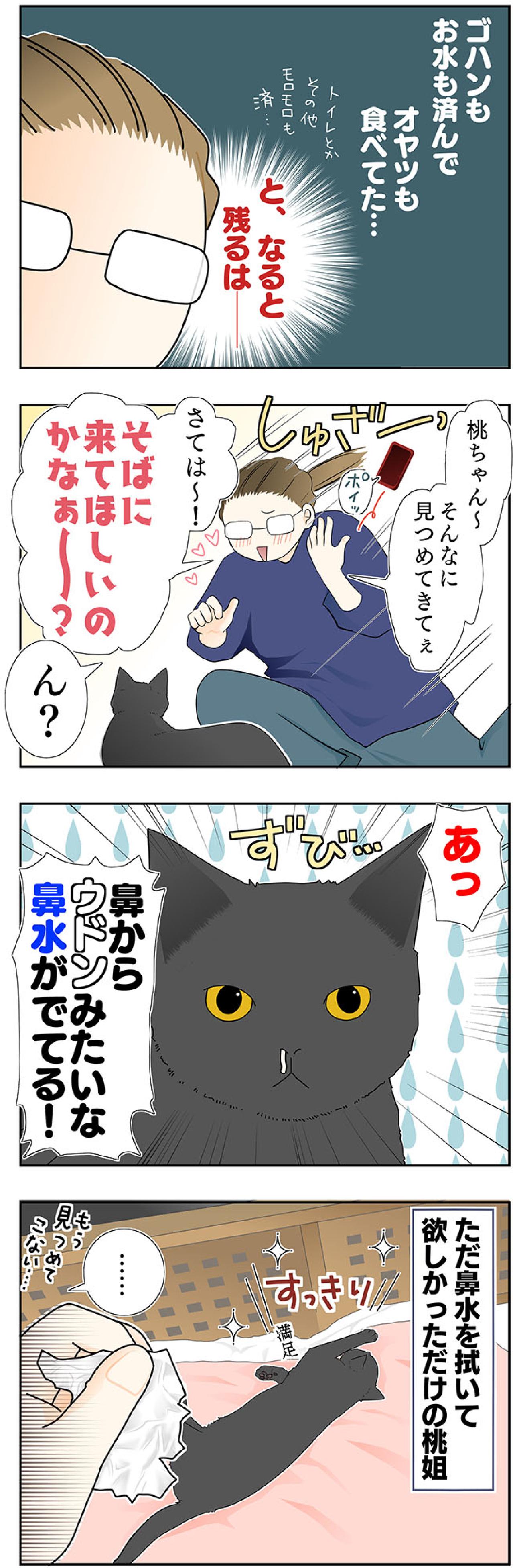 【マンガ・老猫日誌＃40】ジッと見つめてくる そのワケは！？19歳の元保護猫・桃姐（画像3）