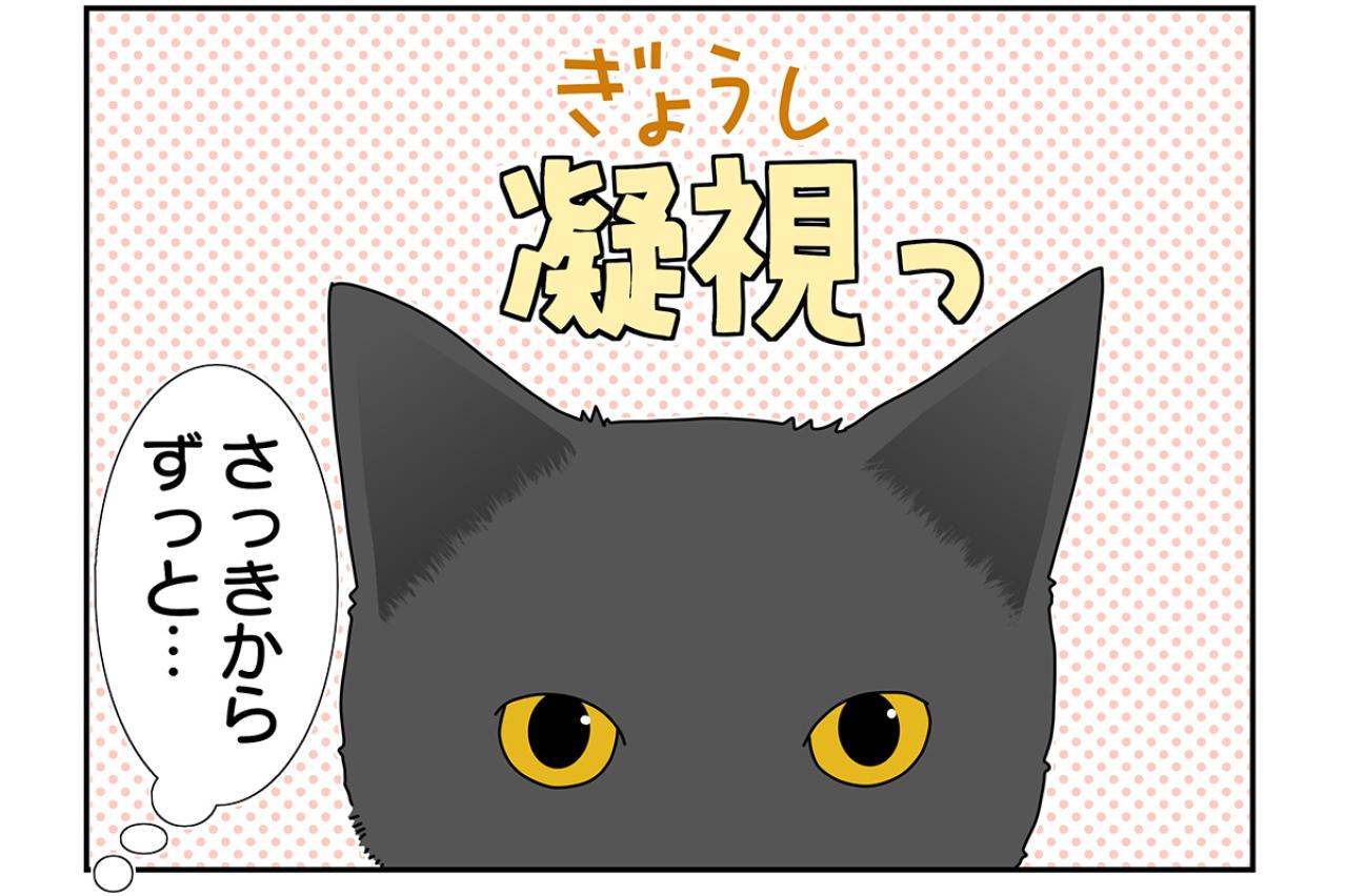 【マンガ・老猫日誌＃40】ジッと見つめてくる そのワケは！？19歳の元保護猫・桃姐