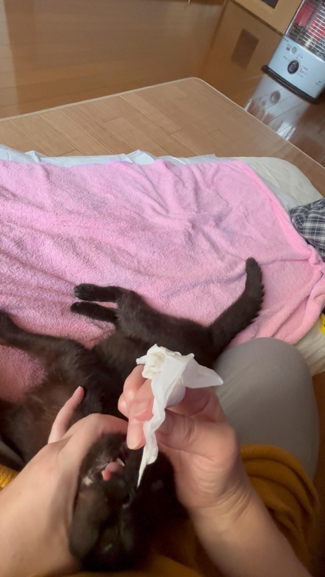 【マンガ・老猫日誌＃39】老猫と鼻水とクシャミ〜19歳の元保護猫・桃姐（画像7）