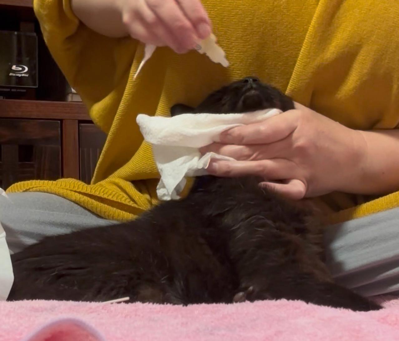 【マンガ・老猫日誌＃39】老猫と鼻水とクシャミ〜19歳の元保護猫・桃姐（画像5）