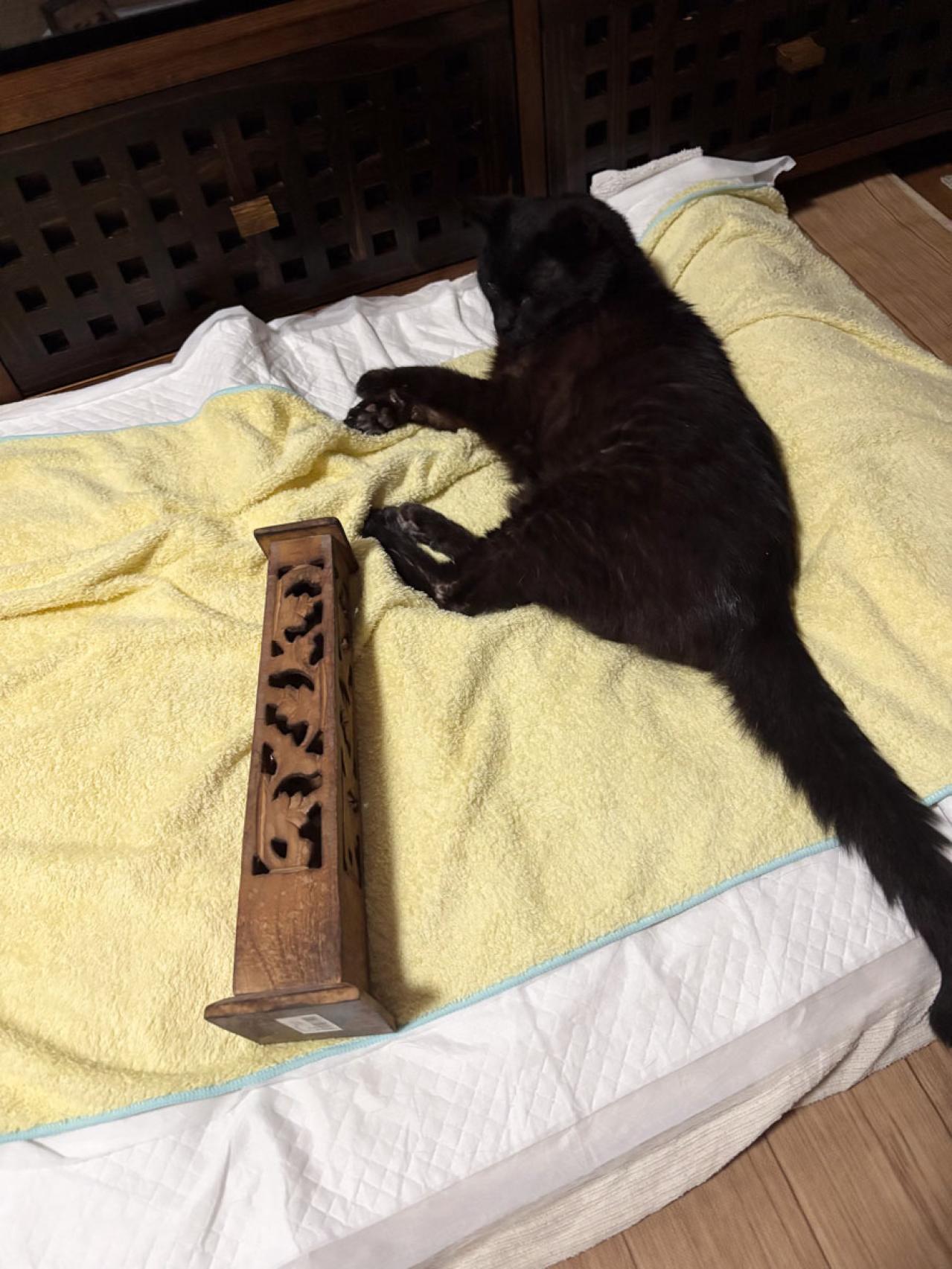 【マンガ・老猫日誌＃45】いつか、という日を考える〜19歳の元保護猫・桃姐（画像6）