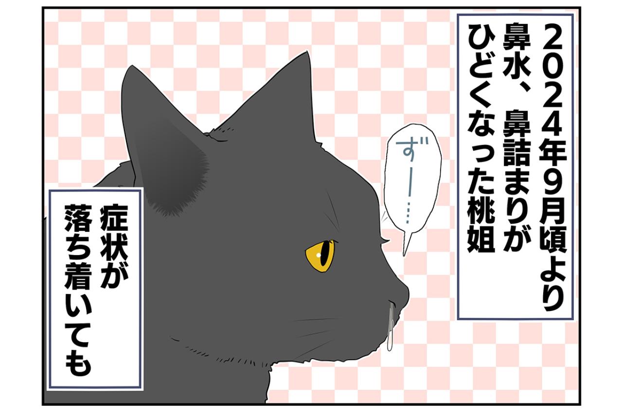 【マンガ・老猫日誌＃39】老猫と鼻水とクシャミ〜19歳の元保護猫・桃姐