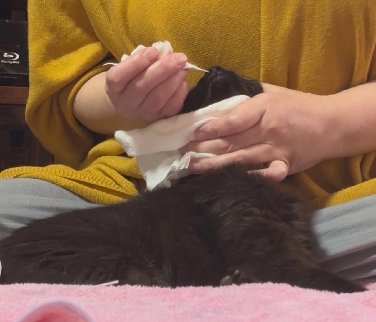 【マンガ・老猫日誌＃39】老猫と鼻水とクシャミ〜19歳の元保護猫・桃姐（画像4）