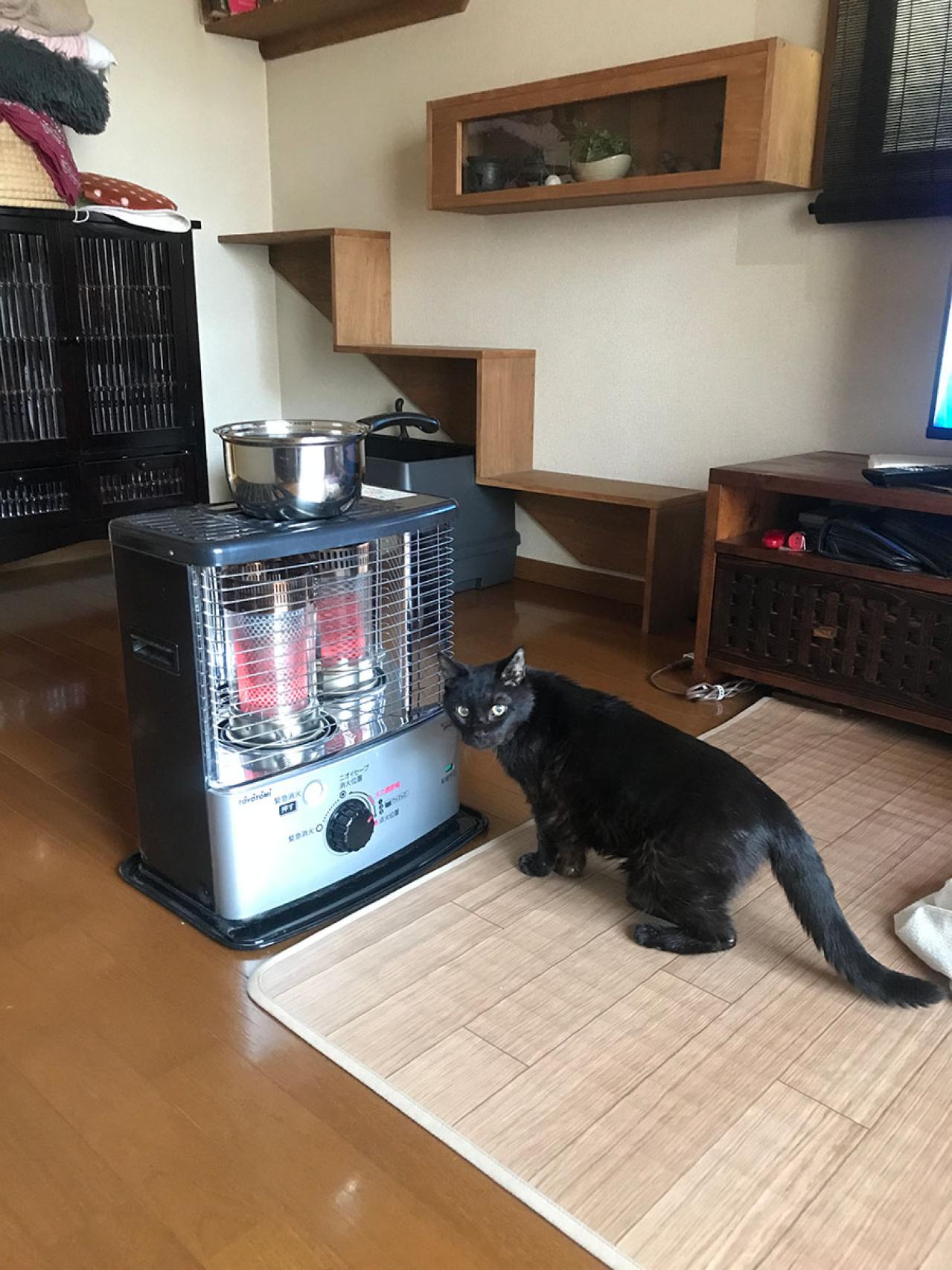 【マンガ・老猫日誌＃38】寝てる時の寝息が まさかのホラー！？19歳の元保護猫・桃姐（画像6）