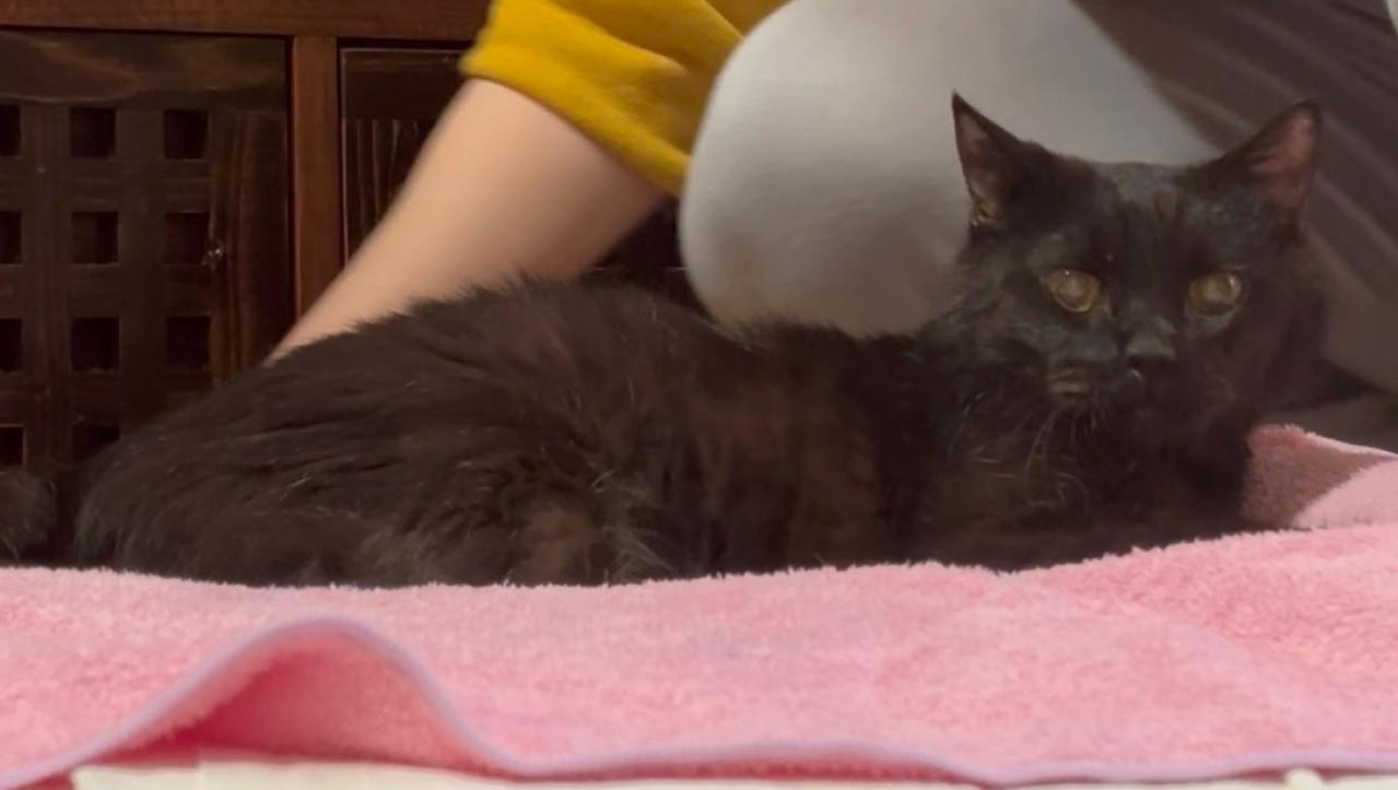 【マンガ・老猫日誌＃42】困ってたことを、しなくなると寂しくなる？19歳の元保護猫・桃姐（画像4）