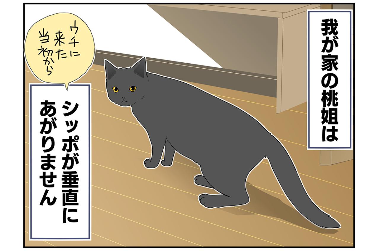 【マンガ・老猫日誌＃36】シッポのこと。19歳の元保護猫・桃姐