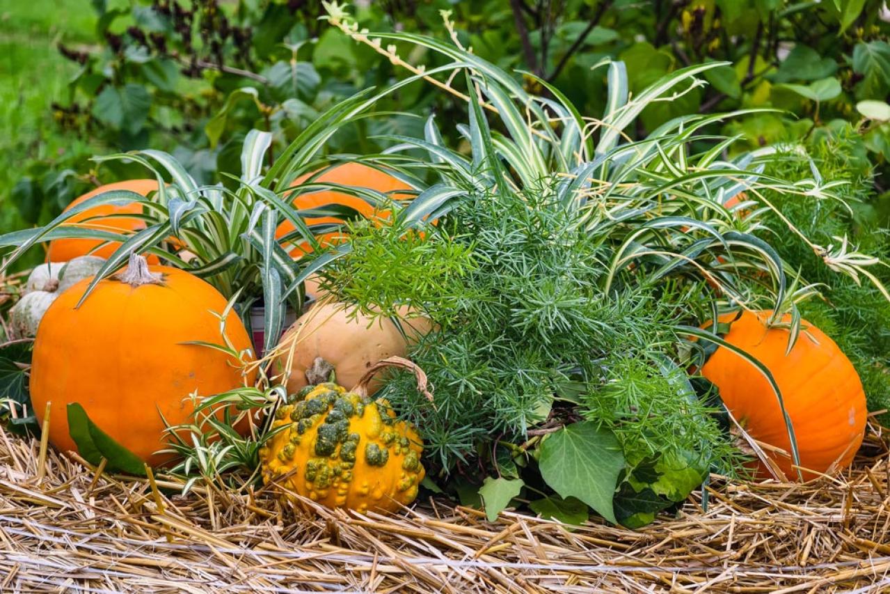 秋色ガーデンをもっと素敵に！主役を替えるだけの寄せ植えリメイク術（画像5）