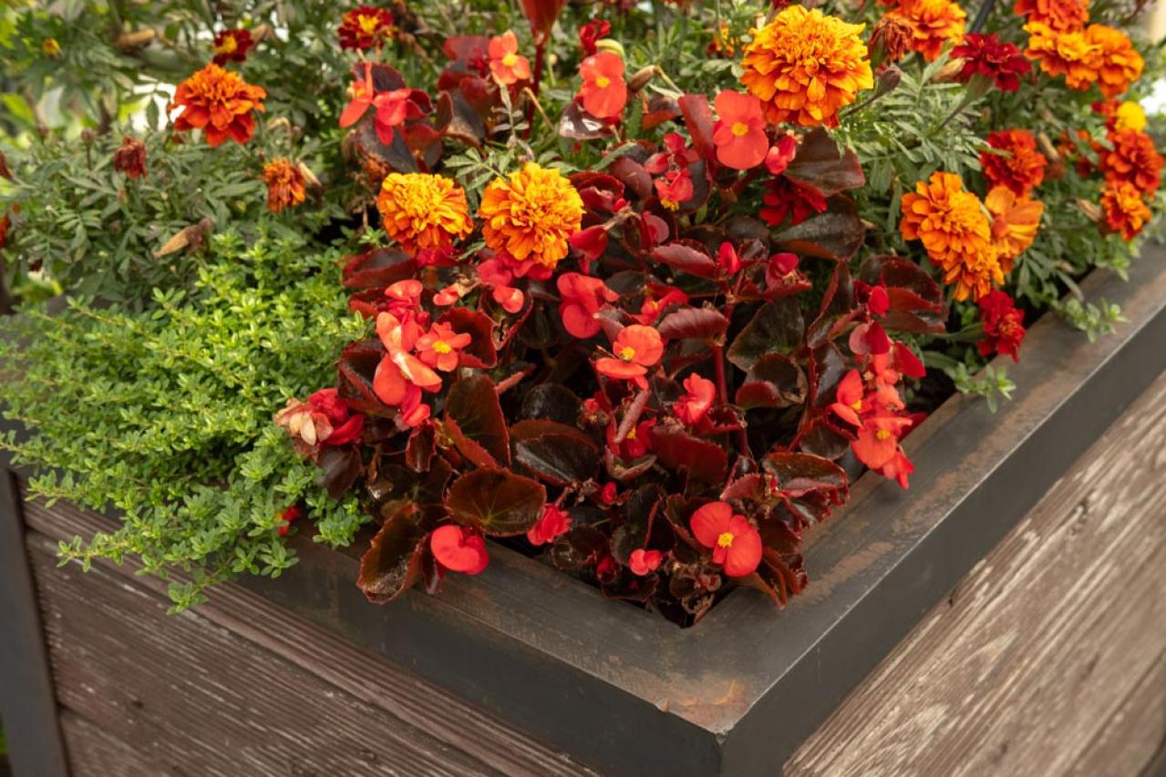 秋色ガーデンをもっと素敵に！主役を替えるだけの寄せ植えリメイク術（画像8）