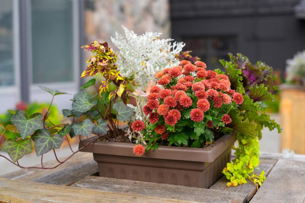 秋色ガーデンをもっと素敵に！主役を替えるだけの寄せ植えリメイク術（画像9）